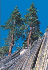 This cliff is made of rock.