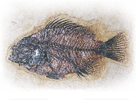 A fish fossil