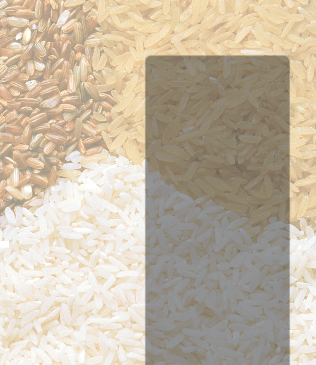 Photograph of the theme book, “A Year Without Rain.” Background photo shows different kinds of rice.