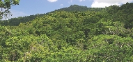 Photograph of a lush rain forest