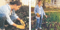 Photographs: a teen with garden gloves, planting; same teen by garden after planting