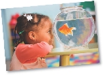 Photograph of a little girl looking at a goldfish in a fishbowl