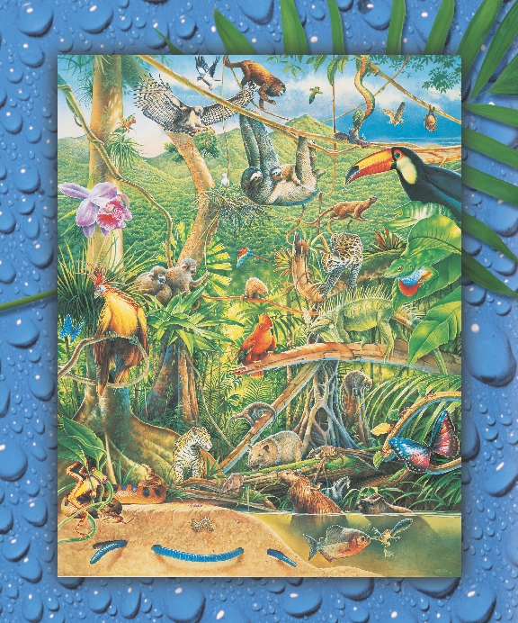 Many different animals can be found in a rain forest.