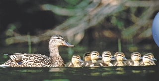 Photograph of a mother duck and ducklings in water