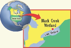 Illustration of a globe and map showing Black Creek Wetland near Lake Ontario