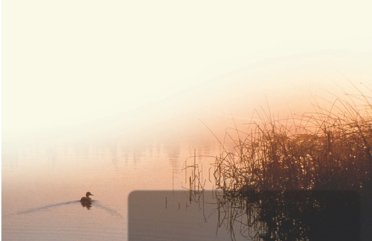 Photograph of a duck in water of a wetland