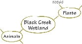 Illustration of a web to record the plants and animals of Black Creek Wetland