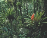 Photograph of a bird in a rain forest setting