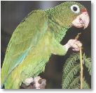 Jorge studies the birds in the rain forest.