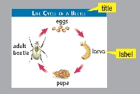 LIFE CYCLE OF A BEETLE