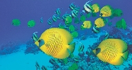 Photograph of colorful ocean reef fish