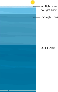 The ocean has four levels, or zones.