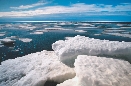 Photograph of ice floes in the ocean