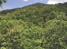 Photograph of rain forest trees