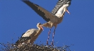 Photograph of two birds (storks) at a nest, one sitting, the other with wings spread, ready to fly