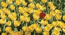 Photograph of a patch of yellow tulips except one, which is red.