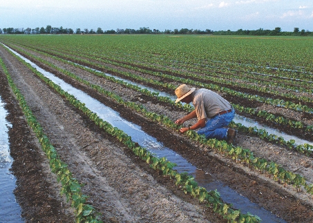 Some crops, like cotton, need a lot of water.