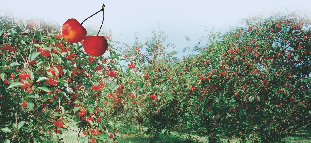 Water from the Columbia River is used to grow cherry trees.