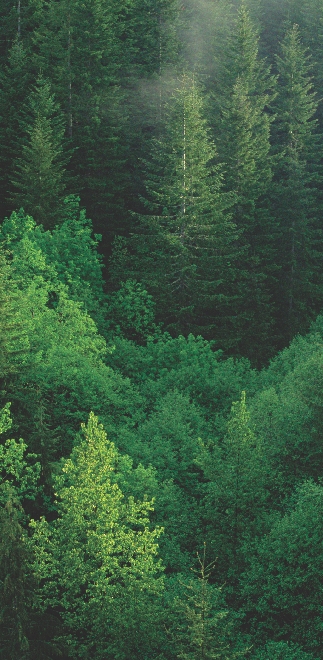 Trees now grow on Mount St. Helens.