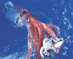 Scientists caught this young squid in the Pacific Ocean.