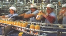 Photograph of factory workers at a bottle processing plant