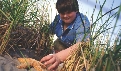 Photograph of a child looking at a sea star hidden in beach grass