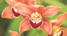 Photograph of brightly-colored flowers (orchids)