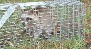 Photograph of a raccoon captured in a cage