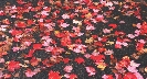 Photograph of fallen autumn leaves covering a street