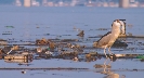 Photograph of a bird standing with trash in it