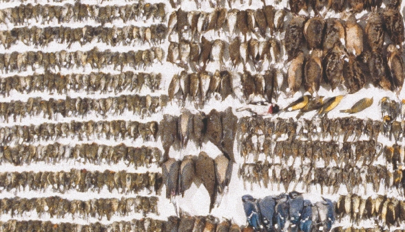 Millions of migratory birds crash into buildings each year and die. The birds in this photo were all killed in Toronto, Canada, while migrating one year.