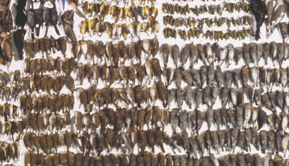 Photograph of rows of dead birds