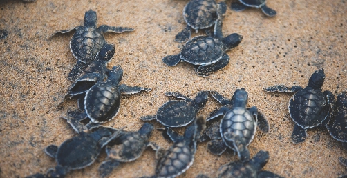 Sea turtle hatchlings crawl toward the water.